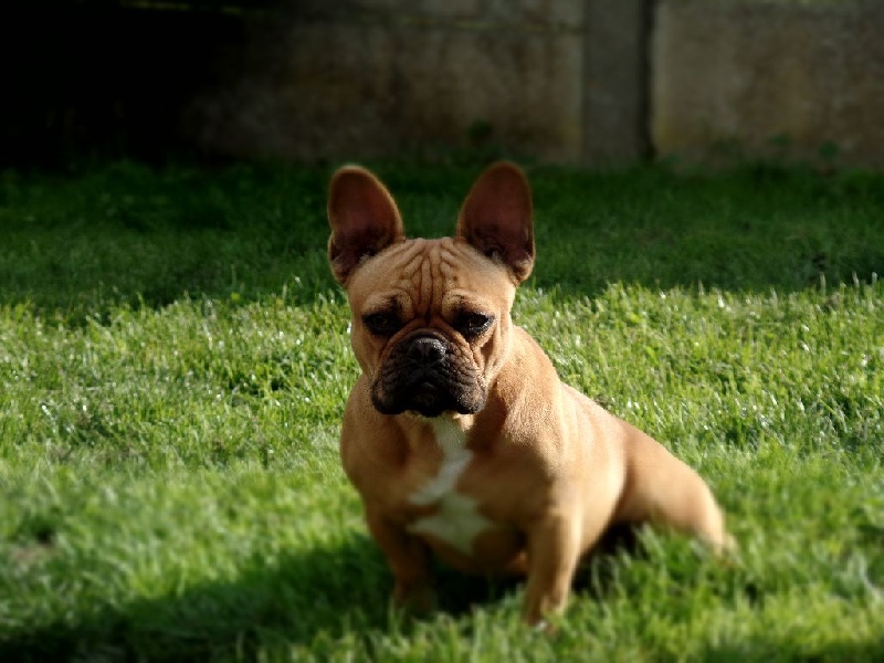 Jiny De La Tribu Des Dogues