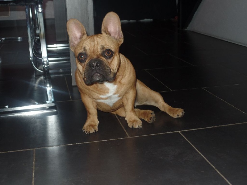 Jiny De La Tribu Des Dogues