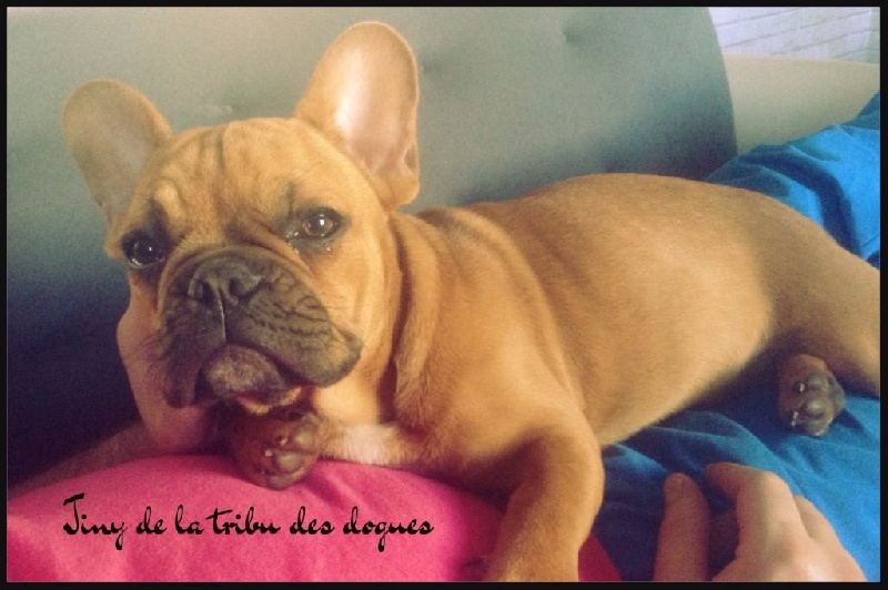Jiny De La Tribu Des Dogues