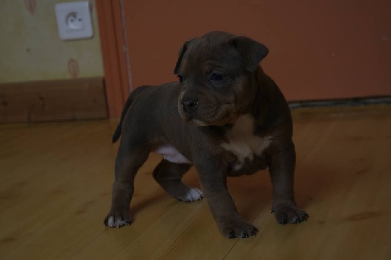 Publication : Extreme Quality Dog