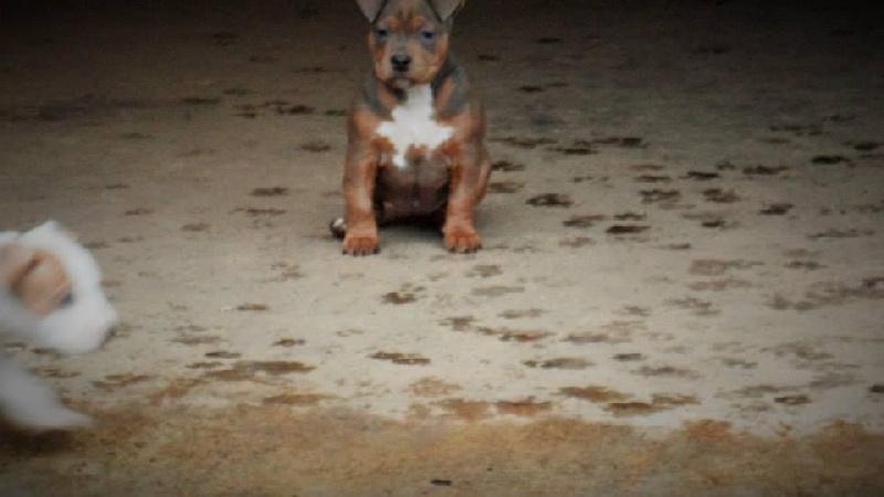 Publication : Extreme Quality Dog