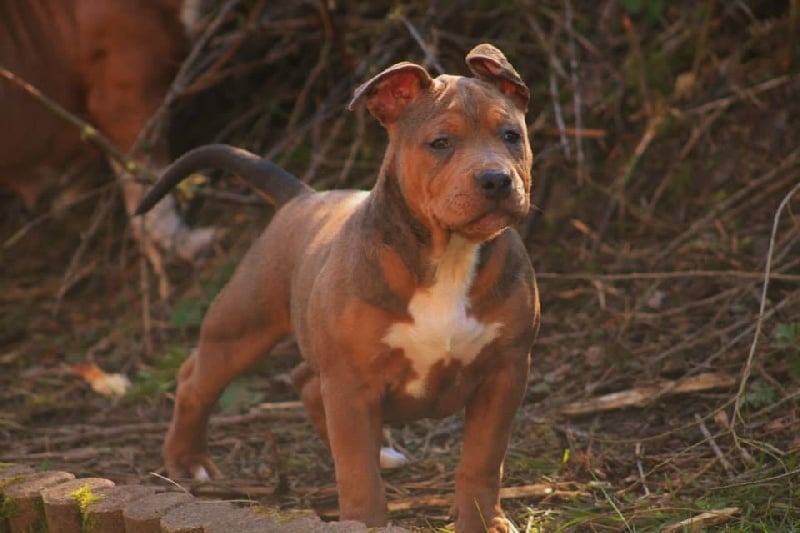 Publication : Extreme Quality Dog