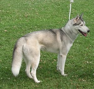 Baïkal liubov - 1ère Excellent - CACS - Meilleur de Race