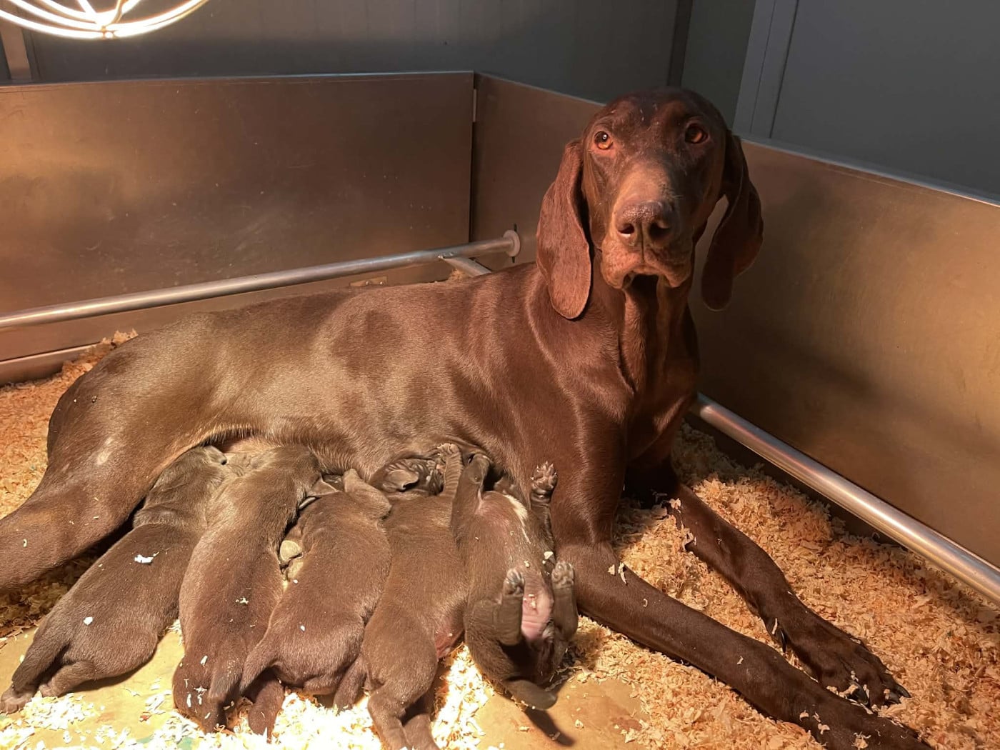 f3 - Braque allemand à poil court