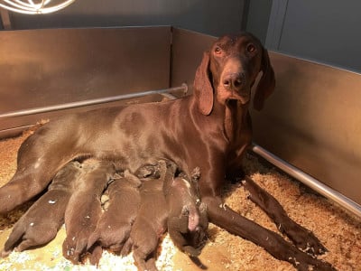 Les chiots de Braque allemand à poil court