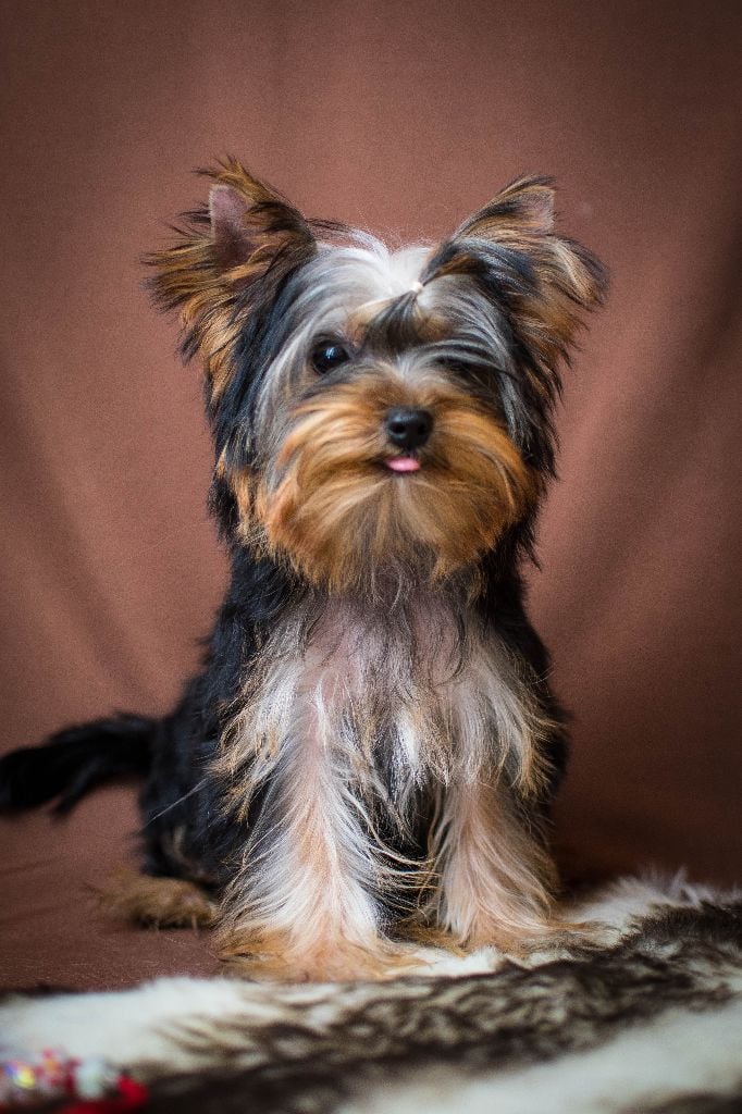 Chiot - Elevage Made In Albizzia - eleveur de chiens Yorkshire Terrier