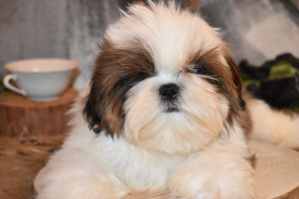 Chiot Shih Tzu, mâle disponible en Pays de la Loire, 49