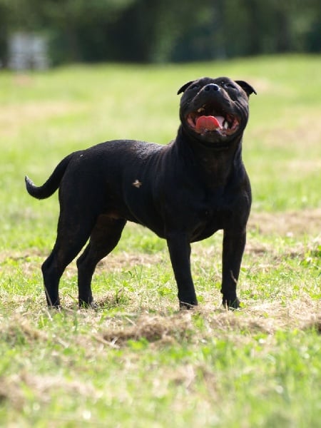 Publication : The Moonlight Of Lili Auteur : philippe