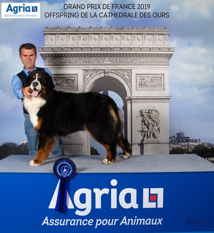 Accueil Elevage De La Cathedrale Des Ours Eleveur De Chiens Bouvier Bernois