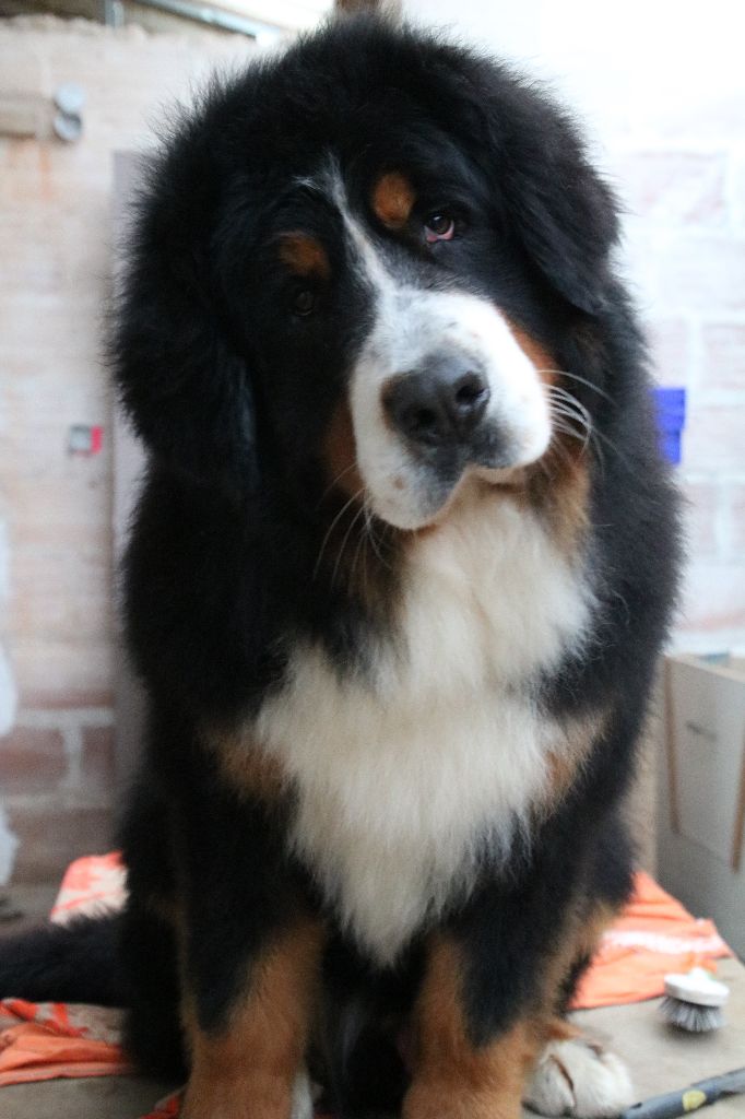 Néo De La Cathedrale Des Ours