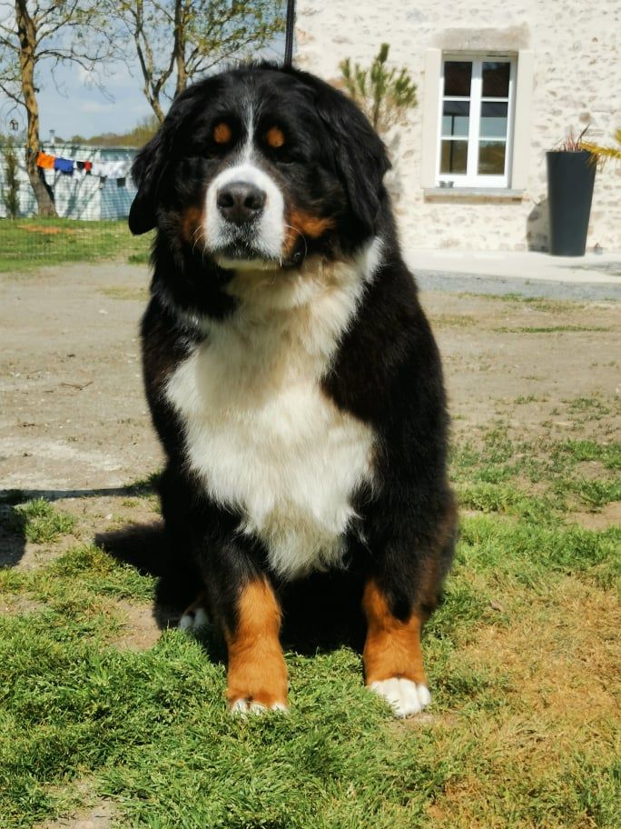 Publication : De La Cathedrale Des Ours