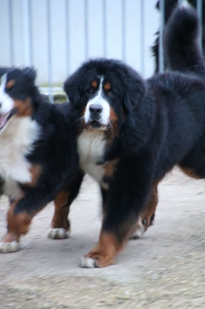 Néo De La Cathedrale Des Ours