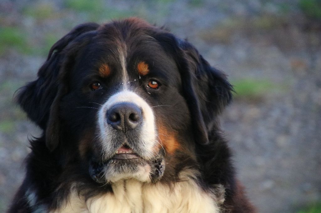 Publication : De La Cathedrale Des Ours