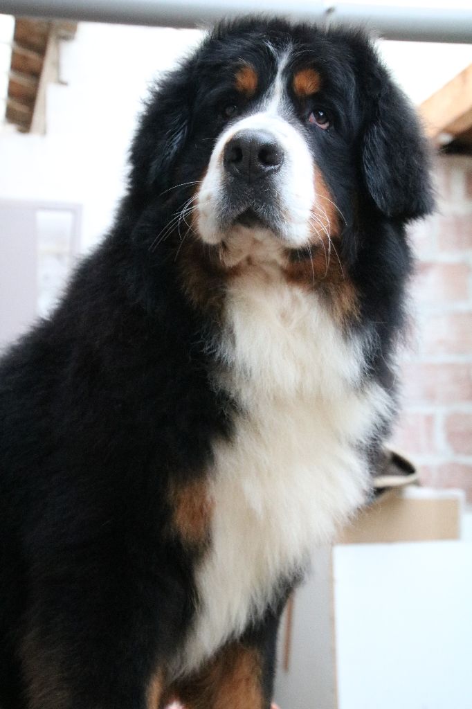 Néo De La Cathedrale Des Ours