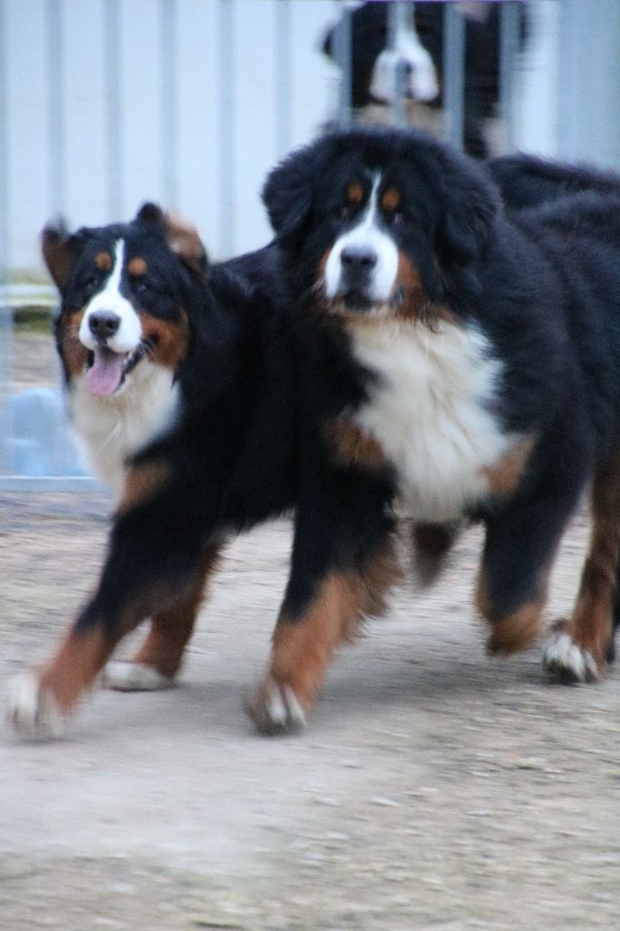 Néo De La Cathedrale Des Ours