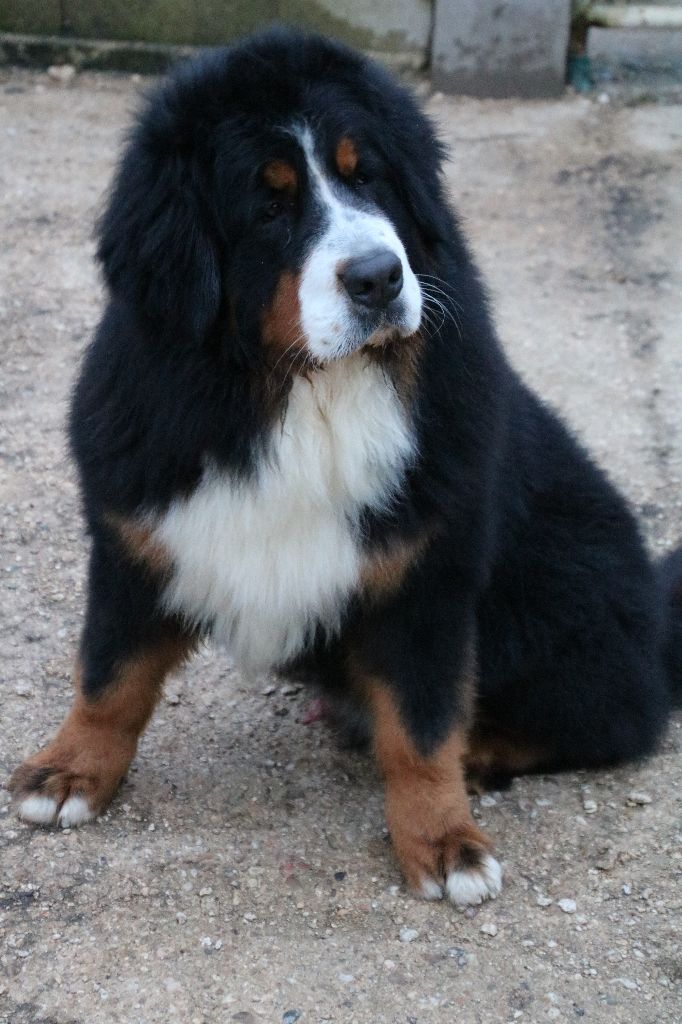 Néo De La Cathedrale Des Ours