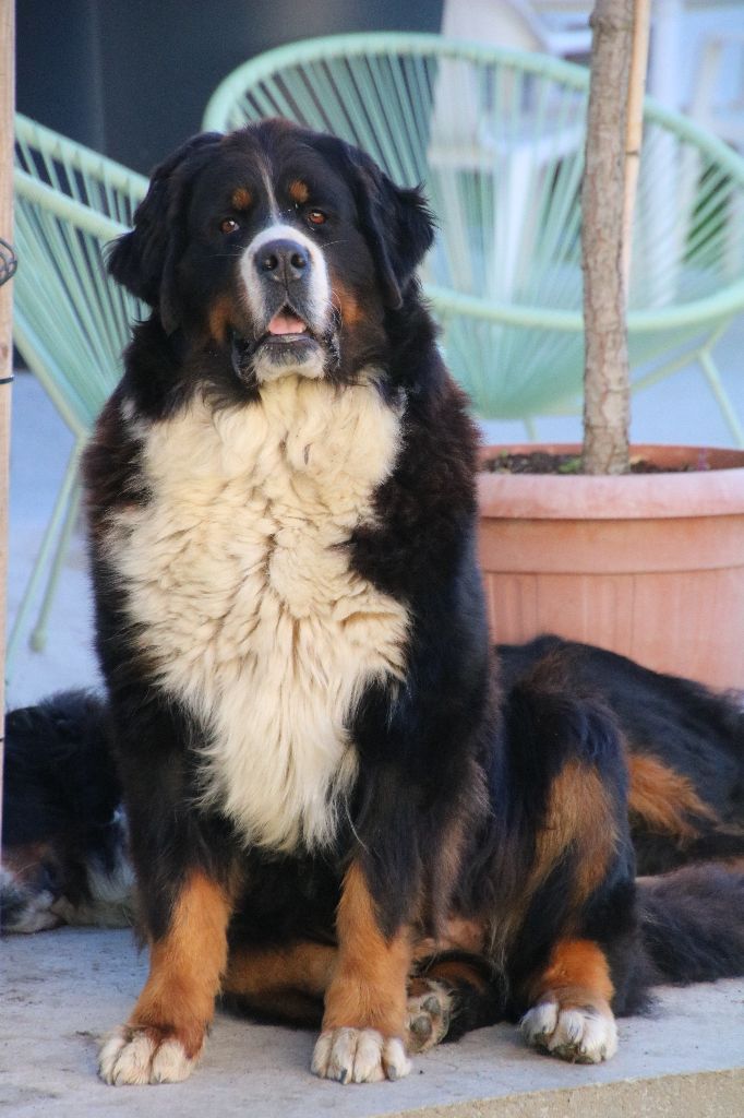 Publication : De La Cathedrale Des Ours