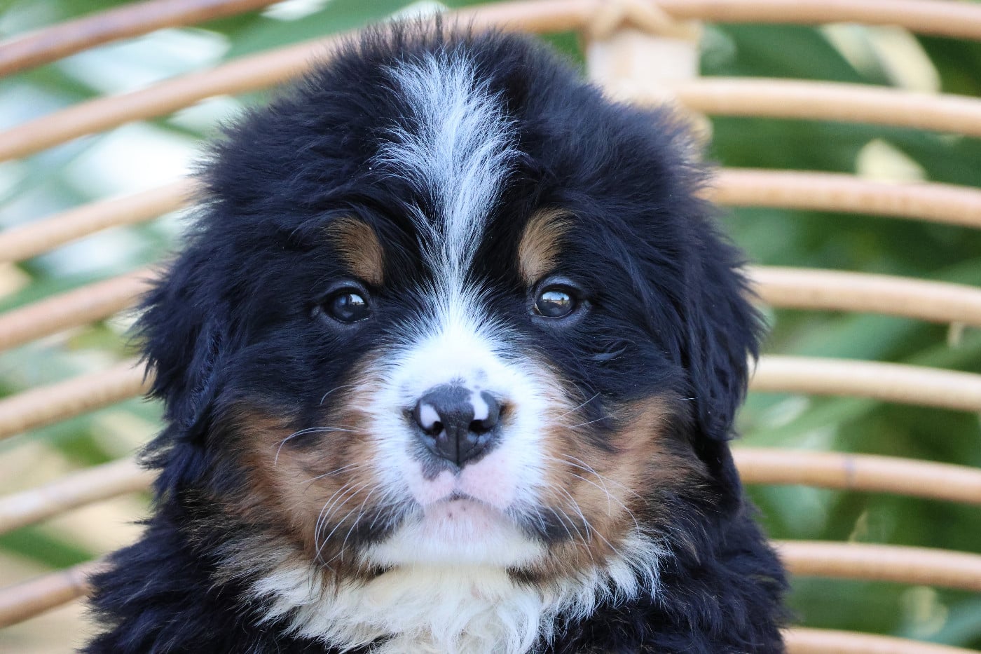Bouvier Bernois - De La Cathedrale Des Ours