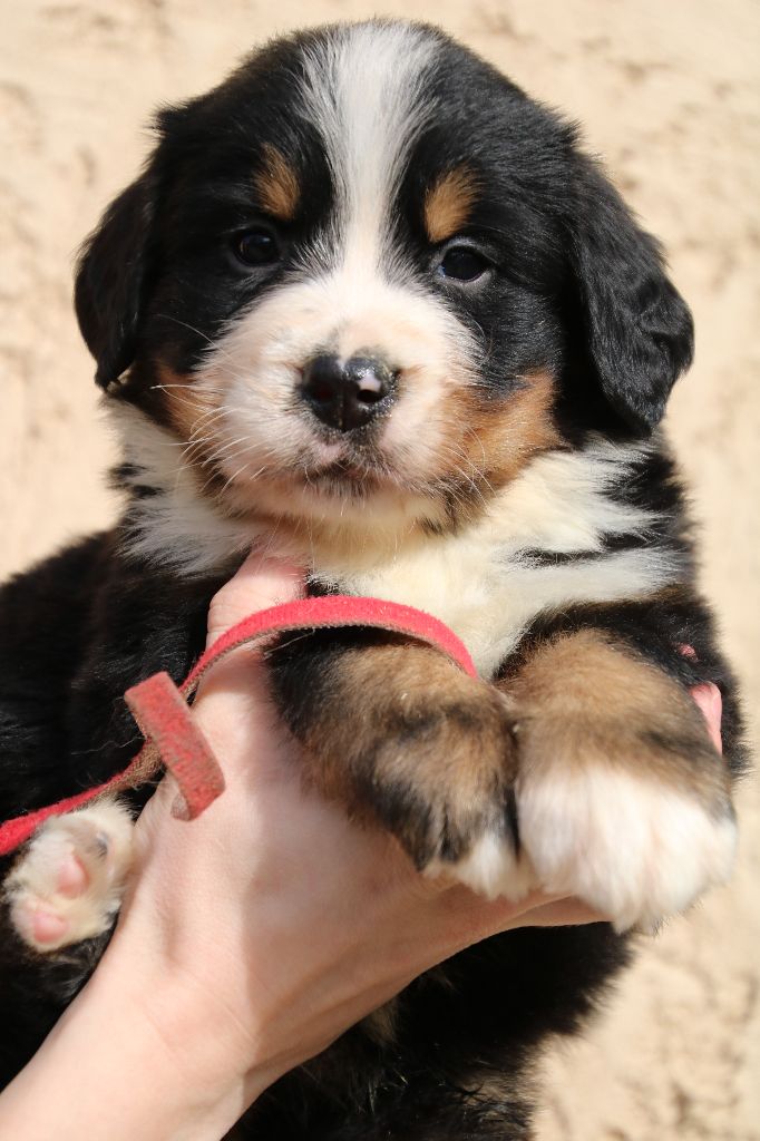 Accueil Elevage De La Cathedrale Des Ours eleveur de chiens Bouvier