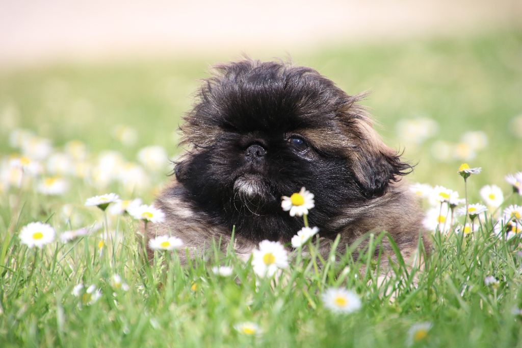 Chiot Pekinois, femelle disponible en Pays de la Loire, 49