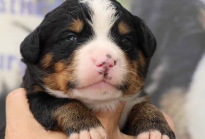 Les chiots de Bouvier Bernois