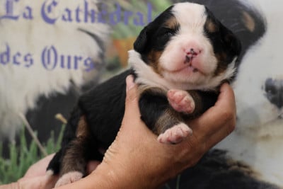 Les chiots de Bouvier Bernois