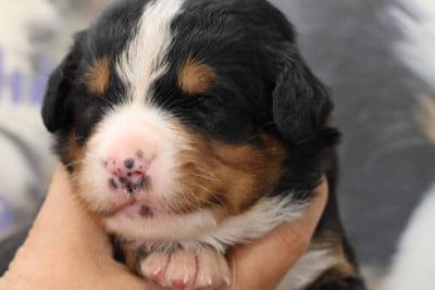 Les chiots de Bouvier Bernois