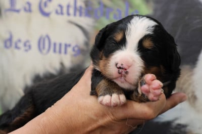 Les chiots de Bouvier Bernois