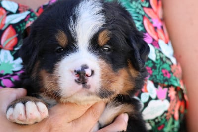 Les chiots de Bouvier Bernois