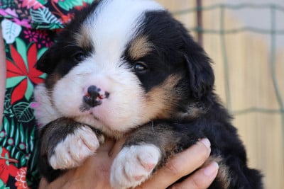 Les chiots de Bouvier Bernois