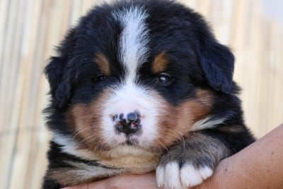Les chiots de Bouvier Bernois
