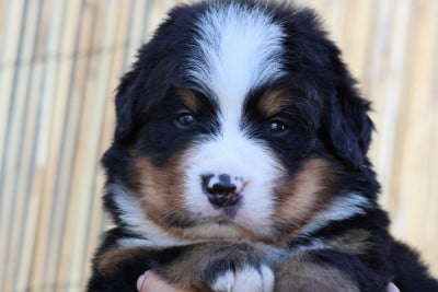 Les chiots de Bouvier Bernois