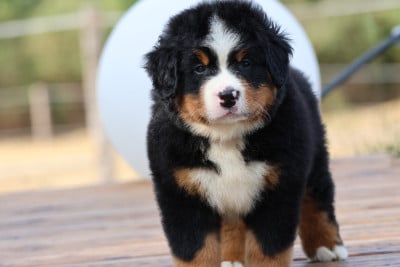 Les chiots de Bouvier Bernois