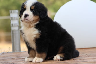Les chiots de Bouvier Bernois