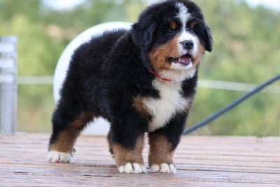 Les chiots de Bouvier Bernois