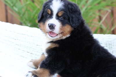 Les chiots de Bouvier Bernois
