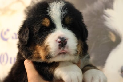 Les chiots de Bouvier Bernois