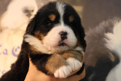 Les chiots de Bouvier Bernois