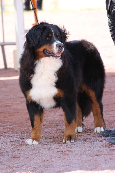 Hanna kim de la vallée de la Veude - 2e EXCLLENT-RCACS