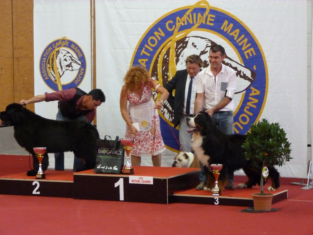 CH. Ghost De la truffe en quercy - 1er EXCELLENT - MEILLEUR DE RACE -3èm du groupe 2