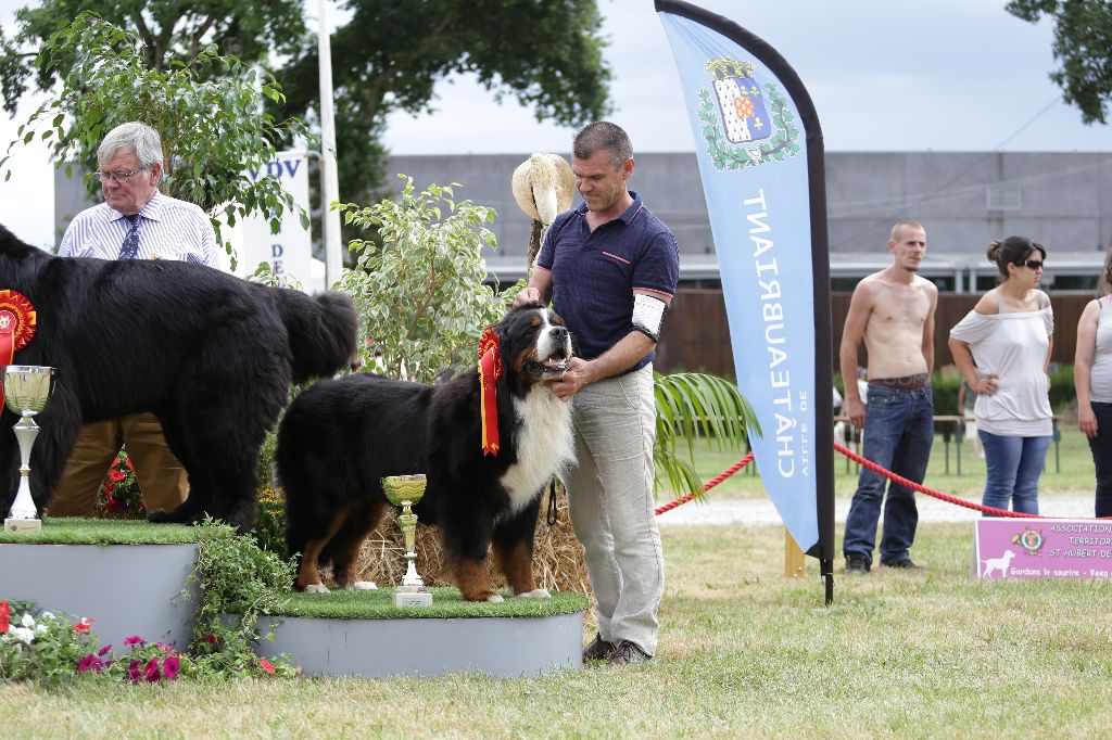 CH. Ghost De la truffe en quercy - 1er EXCELLENT - MEILLEUR DE RACE -3èm du groupe 2