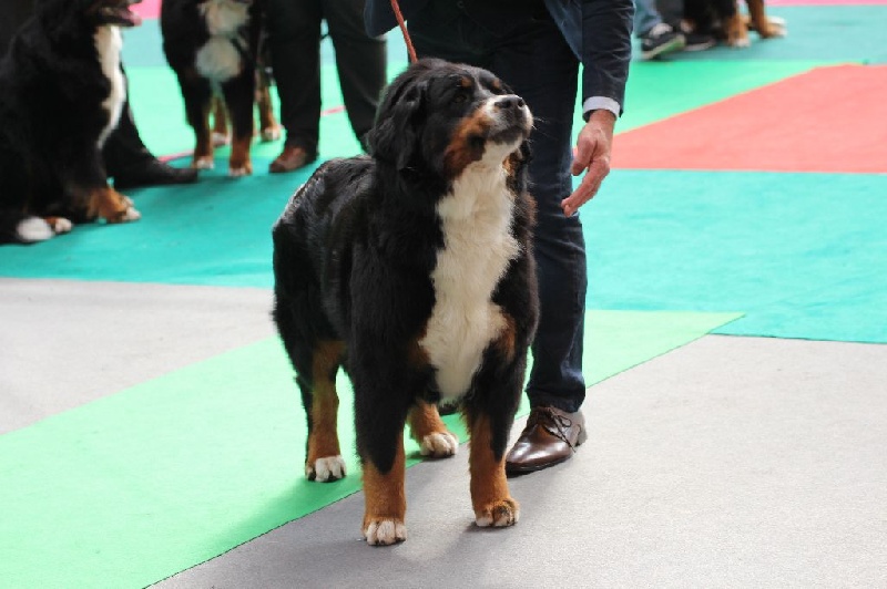 Hanna kim de la vallée de la Veude - 4ème EXCELLENT