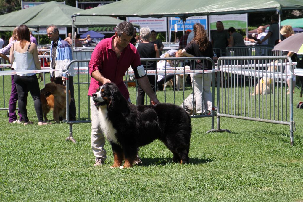 CH. Ghost De la truffe en quercy - 1er EXCELLENT - MEILLEUR DE RACE