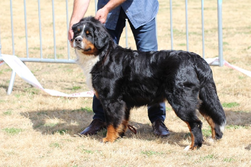 Hanna kim de la vallée de la Veude - 3ème EXCELLENT