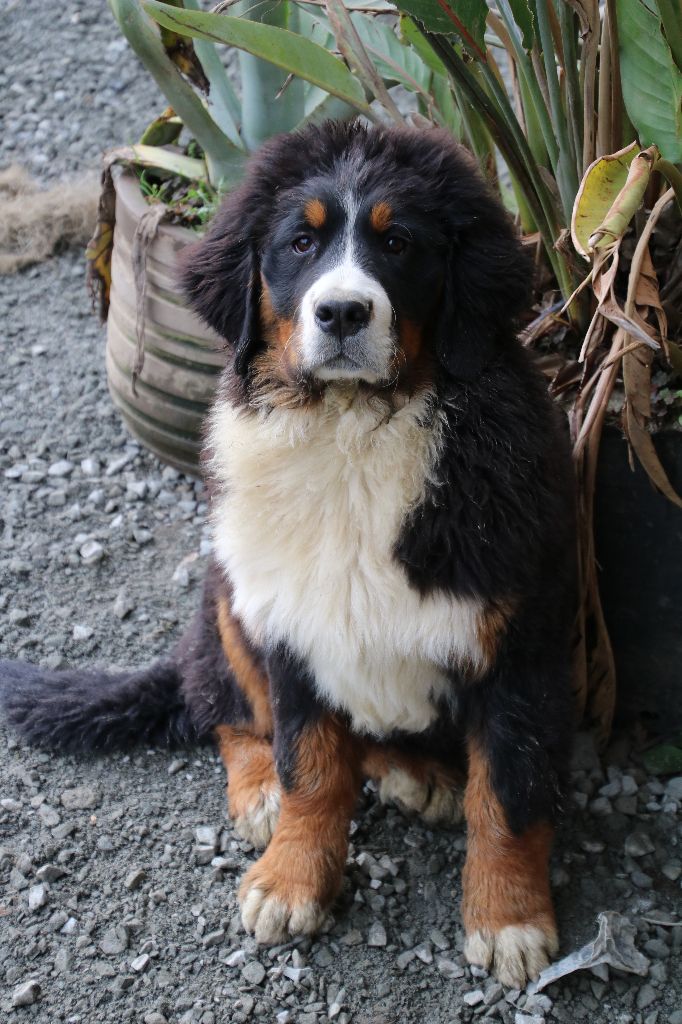 Penny lane des Légendes de Maika - 1er Excellent - Meilleur Jeune