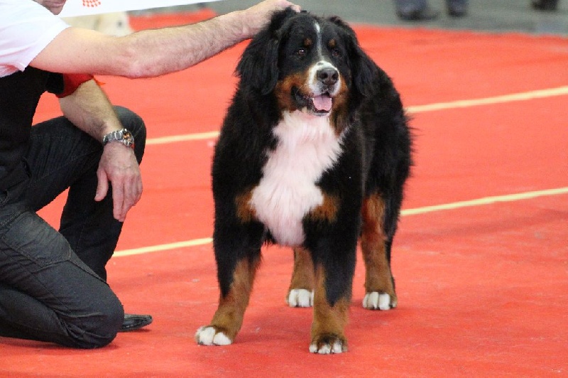 Hanna kim de la vallée de la Veude - 1er EXCELLENT