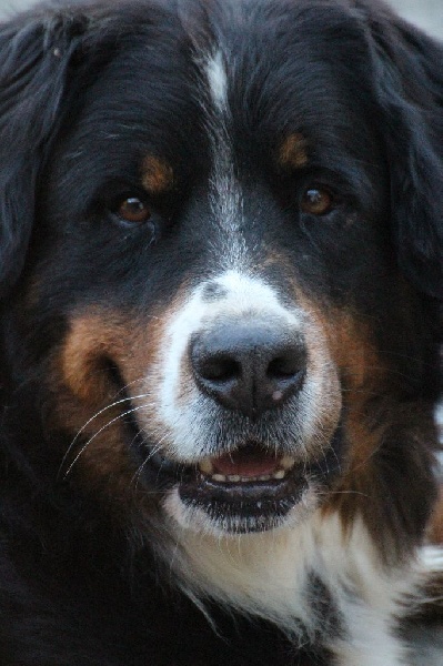 Hanna kim de la vallée de la Veude - EXCELLENT