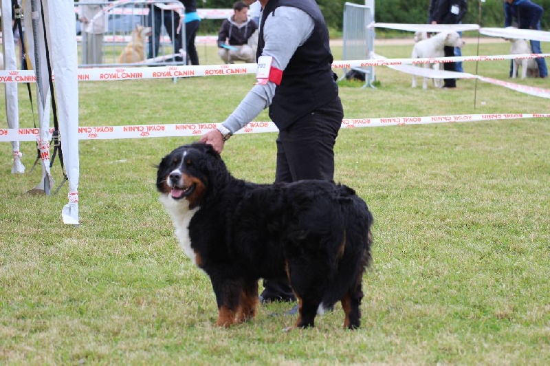 Hanna kim de la vallée de la Veude - 1 er EXCELLENT - CACS