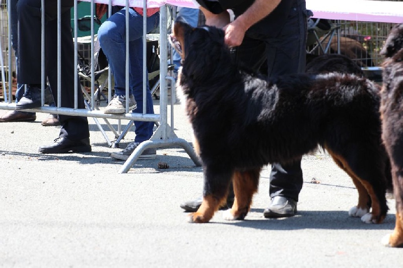 Hanna kim de la vallée de la Veude - 5ème EXCELLENT