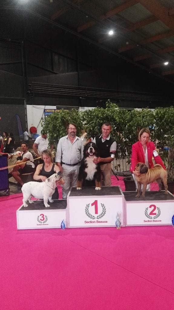 CH. Ghost De la truffe en quercy - Meilleur de race - Meilleur de groupe